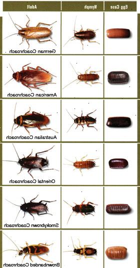 Hur man identifierar en kackerlacka. Räkna sex ben av provet - En kackerlacka har sex ben.