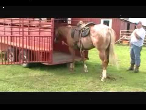 Hur trailer en häst. Utför en kontroll trailer säkerhet.