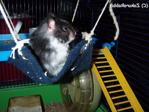 Hur man gör en hamster hängmatta. Hitta eller gör en tvättlapp för hängmattan.