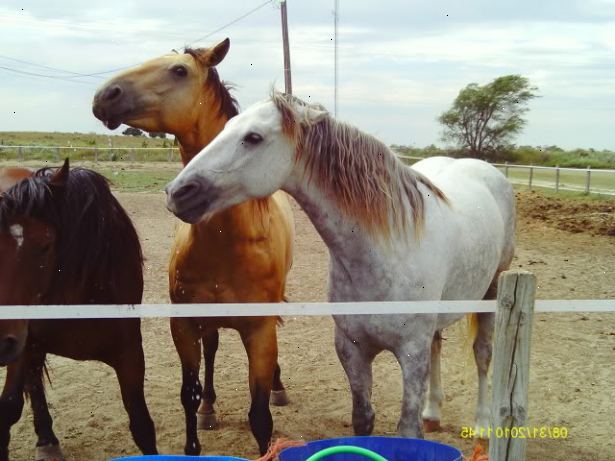 Hur att disciplinera en häst utan att använda aggression. Forskning horse fysiologi, flock dynamik och häst-till-häst kommunikation.