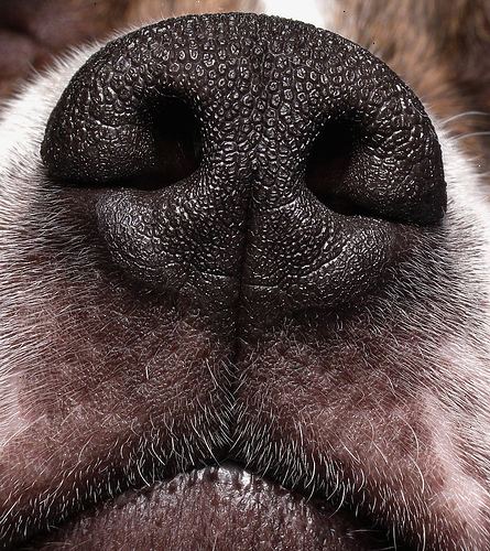 Hur tar man bort en " rävsvans " från en hunds nos. Lugna din hund ned när han eller hon är mycket obehagligt.