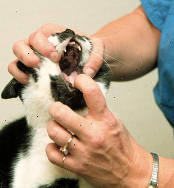 Hur man öppnar en kattens mun. Håll pillret i mer skicklig hand.
