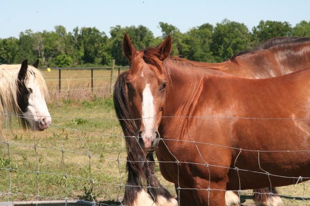 Hur man gör bra i en western pleasure klass. Bada din häst en dag eller så innan showen, så de naturliga oljor kan fylla på hästens päls.