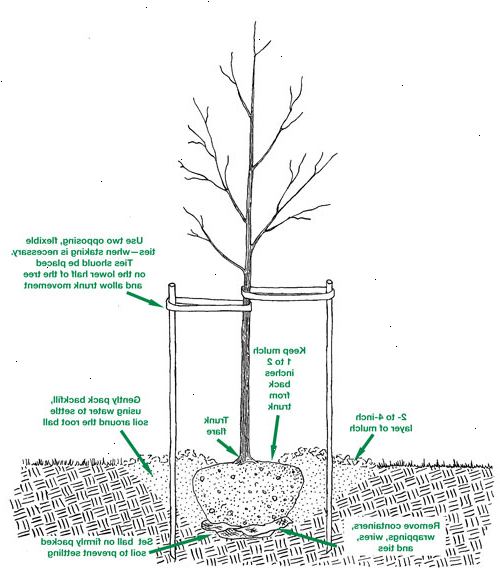 Hur att plantera ett träd. Välj rätt tid på året för plantering av träd.