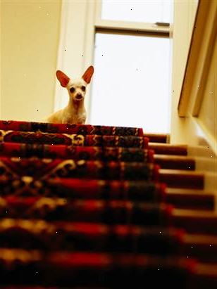Hur man tränar en rädd hund att gå ner för trappan. Börja längst ned i trapporna, om möjligt.
