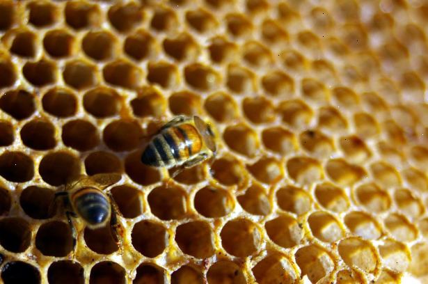 Hur man skörda en bikupan från vildmarken. Se till att ditt mål är faktiskt en honungsbiet bikupa.