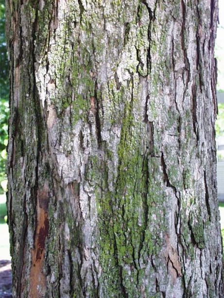 Hur man identifierar träd socker lönn. Undersök bladen för en mörkgrön färg på utsidan, och en ljusare grön på undersidan.