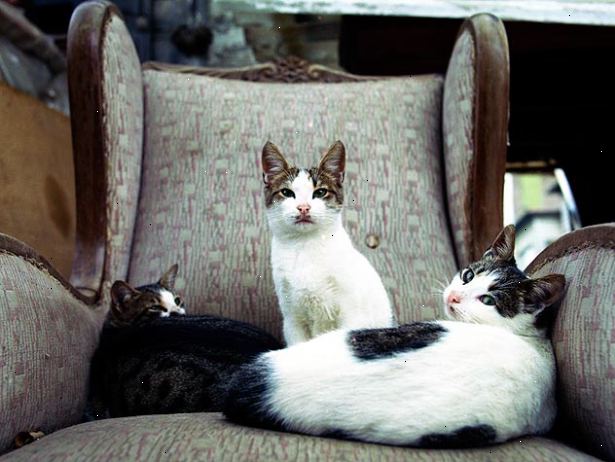 Hur man kan uppmuntra flera katter att komma överens med varandra. Ordentlig introduktion mellan katter är nyckeln.