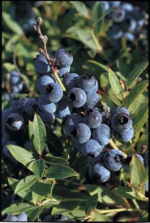 Hur att plantera en lowbush blåbär. Identifiera vilka växter att växa under föregående växtsäsong.