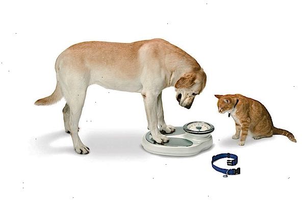 Hur du hålla din hund eller katt vid sin rätt vikt. Inse att varje djur är en individ med egna behov och önskemål.