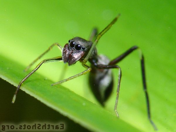 Hur att fånga myror för en myra gården. Doppa i slutet av en pinnen i vegetabilisk olja.