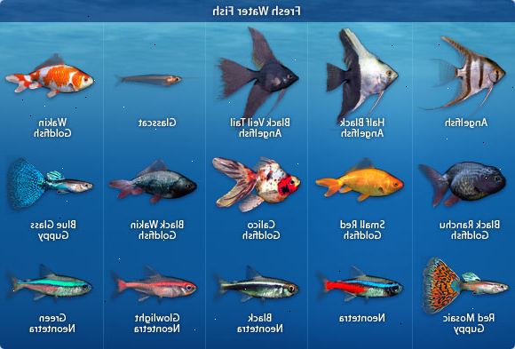 Hur du tar hand om din fisk. Forskning olika typer av fisk och avgöra vilka som intresserar dig.