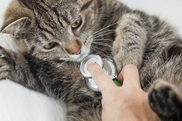 Hur man kan stoppa din katts diarré. Gör en hemlagad kost för dem.