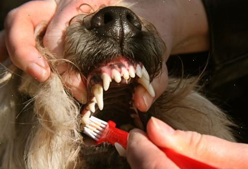 Hur att borsta hundens tänder. Ge din hund en egen tandborste.