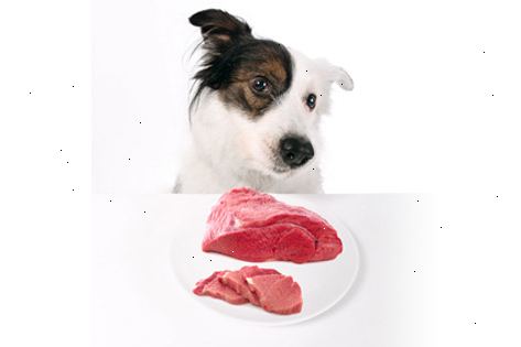 Hur man gör en raw food diet för hundar. Väg din hund att lära sig hur mycket rå mat för att föda varje dag.