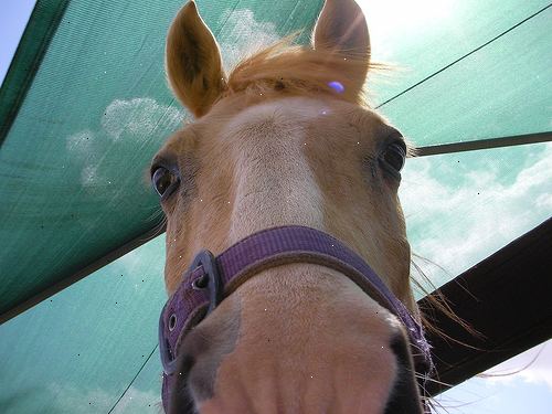 Hur grimma en bångstyrig häst. Få din häst i en säker arbetsmiljö, är en rund penna föredra, men inte nödvändigt.