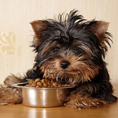 Hur man väljer hälsosam hundmat. Förstå att utan tvekan, de bästa förhållandena för en frisk hund kost är ungefär 50% kött, 50% grönsaker, och ingen säd, vete, eller andra billiga fyllmedel.