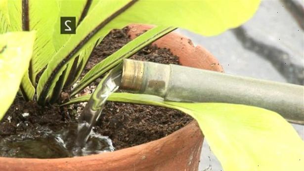 Hur man vattna krukväxter. Re-pot anläggningen om det är själva roten bunden.