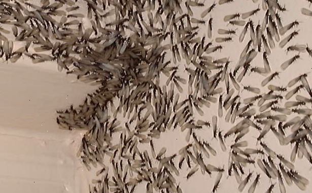 Hur man identifierar en termit angrepp. Klocka för winged termiter svärmer från insidan av en byggnad, vilket indikerar en termit angrepp.