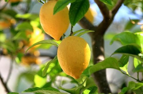 Hur man odlar citrusfrukter