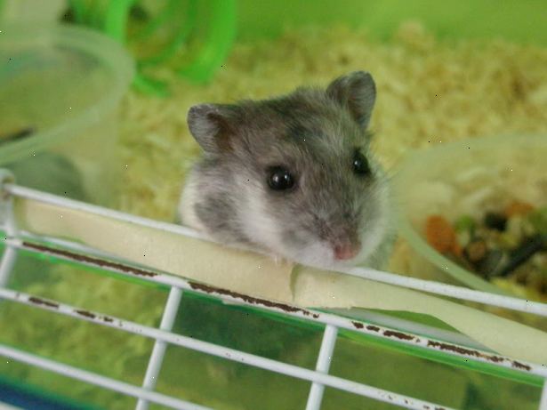 Hur du ger din hamster ett bad. Förstå att din hamster aldrig ska behöva ett bad!