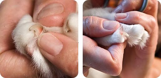 Hur att trimma din katts naglar. Klipp naglarna med trimmers som är avsedda för katter.