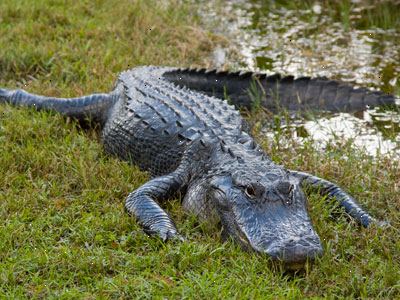 Hur man överlever ett möte med en krokodil eller alligator. Håll dig borta från angripet vatten.
