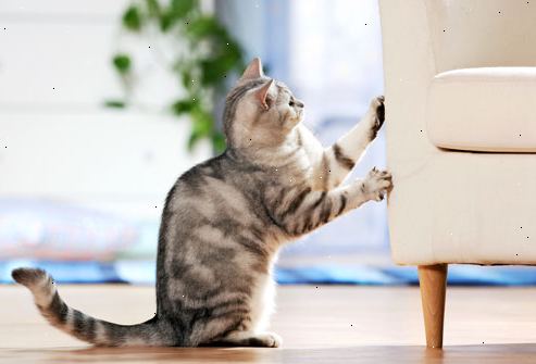 Hur man stoppar en katt från klösa möbler. Uppskatta syfte att repas eller klösa.