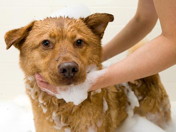 Hur man ger en liten hund ett bad. Samla de material du behöver så att du kommer att ha allt nära till hands.