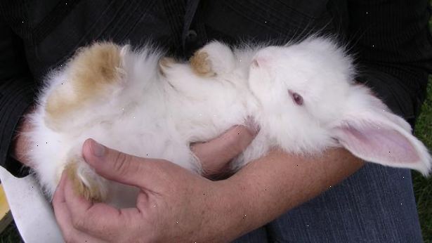 Hur ta hand om en kanin. Göra en del forskning om kaniner.
