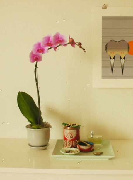 Hur ta hand om orkidéer. Hitta rätt orkidén för ditt hem.