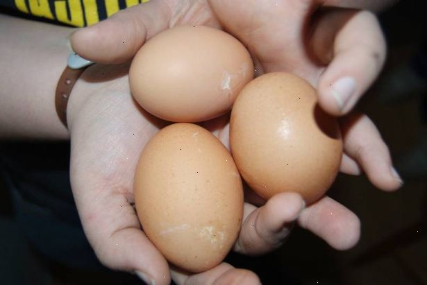 Hur man håller höns från att äta sina egna ägg. Om du fortsätter att hitta trasiga ägg, och om du har en annan bur, sedan lägga det som du tror åt ägget i det med en plast påskägg fyllda med äggulor och vitor.