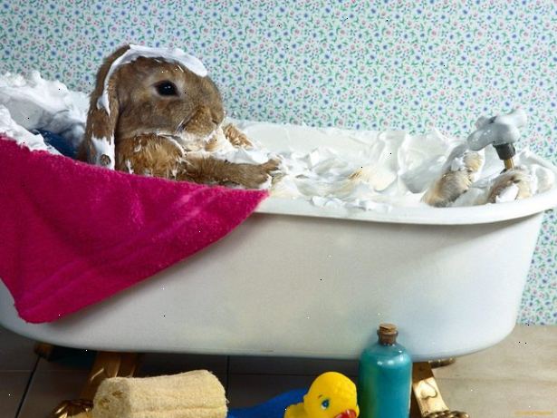 Hur du bada din kanin. Samla dina leveranser.