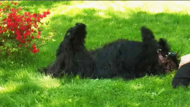 Hur du lär din hund att spela död på kommando. Har din hund sitta på en bekväm yta, t.ex. en matta eller mjukt, platt gräs.