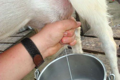 Hur man mjölka en get för hand. Förbered spannmål och mjölk hink.