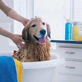 Hur att tvätta en hund. Förbered din arbetsyta.