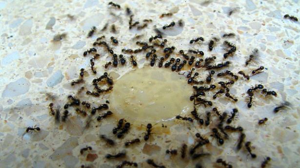 Hur bli av med myror naturligt. Förslut alla entréer.