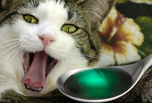 Hur man ger en katt medicin. Förbered den medicin du måste administrera och placera ovanpå en pappershandduk, på en närliggande yta, så att du kan ta tag i det snabbt så snart kattens mun öppnas.