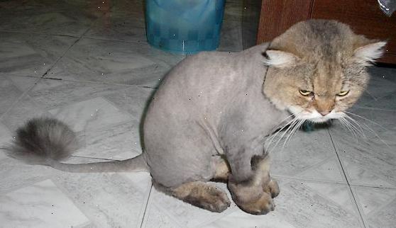 Hur man rakar en katt. Gör detta endast om du måste!