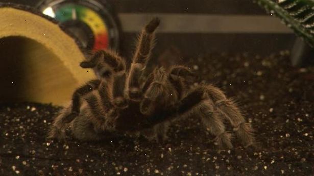 Hur ta hand om en tarantula. Forskning ditt husdjur.
