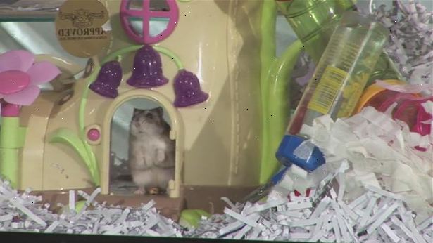 Hur att rensa ut en hamster bur. Håll din hamster säker från undrar runt ditt hem.