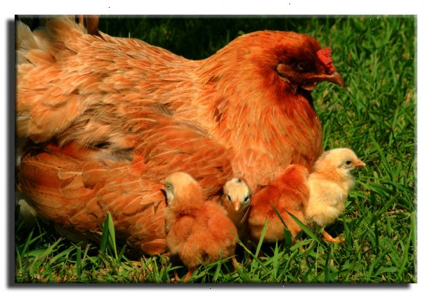 Hur att föda upp kycklingar. Lämna tupp med höns för ett par dagar eller längre.