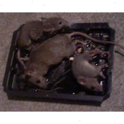Hur tar man bort en levande mus från en klibbig fälla. Köp klibbiga fällor.