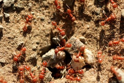 Hur bli av brand myror. Leta myror och myra kolonier.