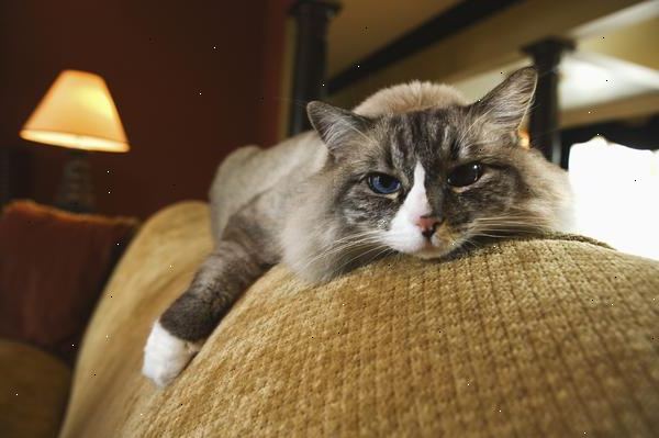 Hur man klappa en överspänd katt. När du har hittat katten, sitta ner på en närliggande möbel eller på golvet men inte för nära.