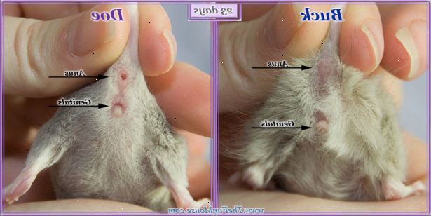 Hur berätta om en mus är manlig eller kvinnlig. Ta musen i nackskinnet av sin hals, och slå på musen på rygg.