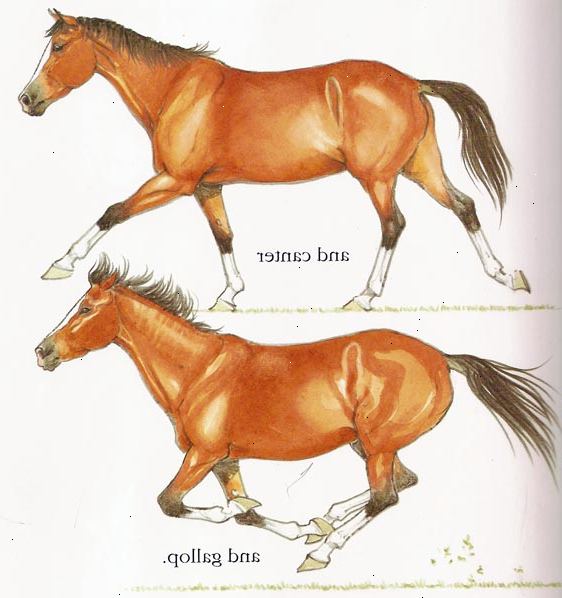 Hur galopp med din häst. Förbered din häst till galopp genom att plocka upp en balanserad, framåt trav.