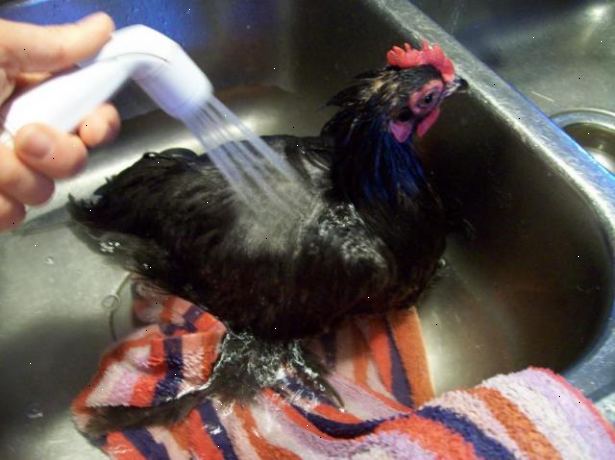 Hur att bada en kyckling. Kontrollera om det är en bra dag för att rengöra dina kycklingar.