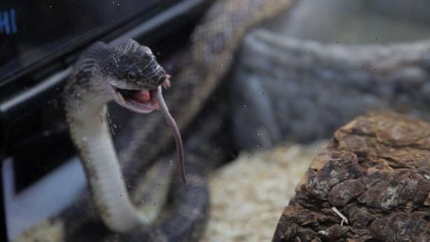 Hur mata en orm fryst mat. Tina gnagare i kylskåpet.