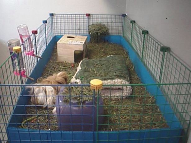 Hur man gör ett marsvin bur. Tänk på att ett marsvin behöver minst 8 m² av bur utrymme för två minst 10 m².